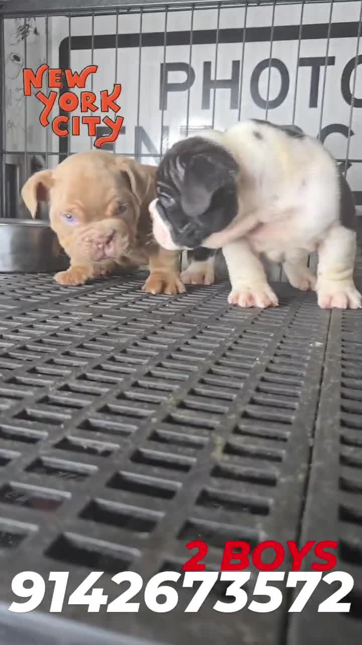 Mixed Breed dogs for sale: CHARLES - Video 3