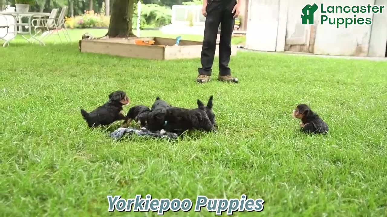 Yorkiepoo dogs for sale: Portia - Video 1
