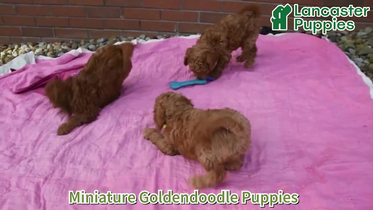 Mini Goldendoodle dogs for sale: Chase - Video 1