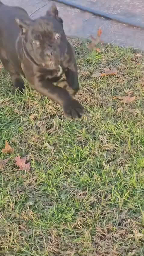 Cane Corso dogs for sale: ZEUS - Video 3