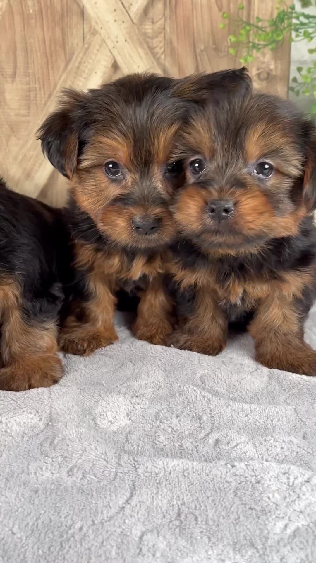 Yorkshire Terrier dogs for sale: Faith - Video 2