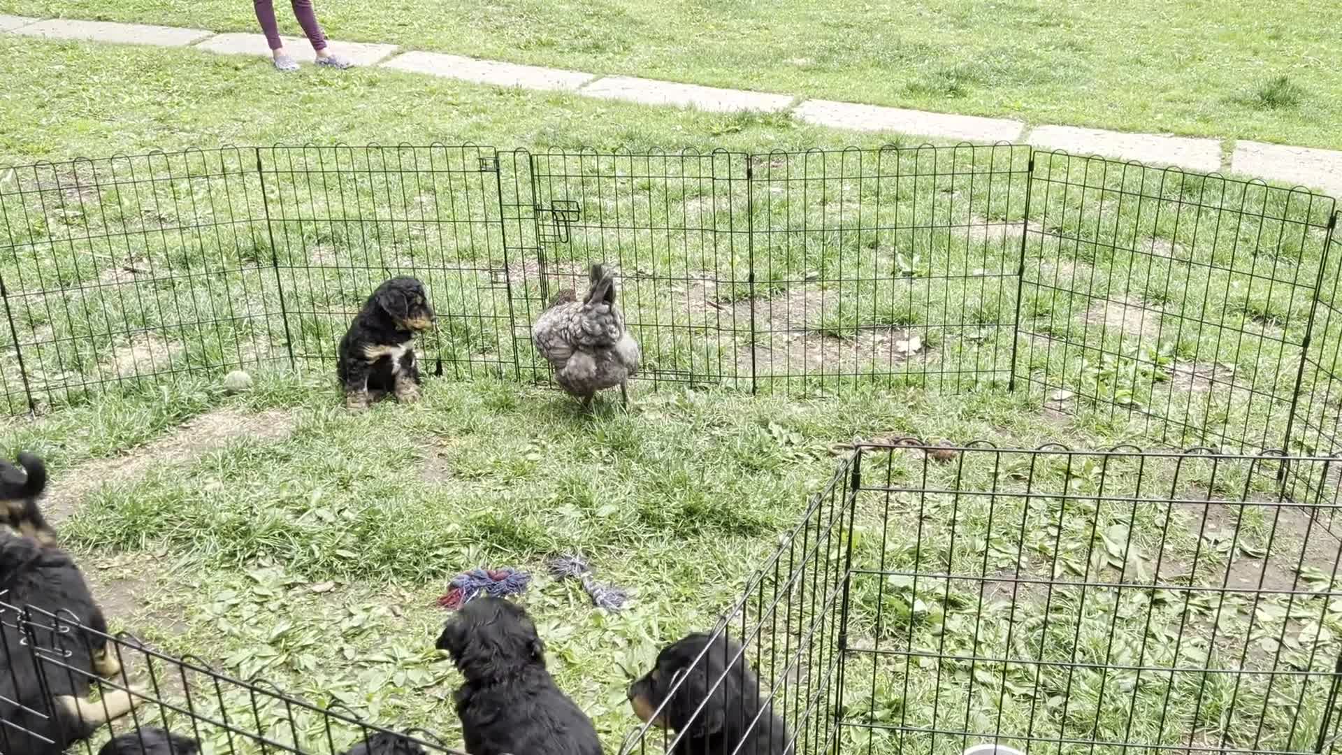 Mixed Breed dogs for sale: Snickers - Video 2