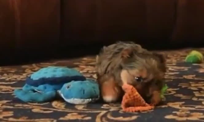 Yorkshire Terrier dogs for sale: Yorkshire Terrier Puppy 2 - Video 1