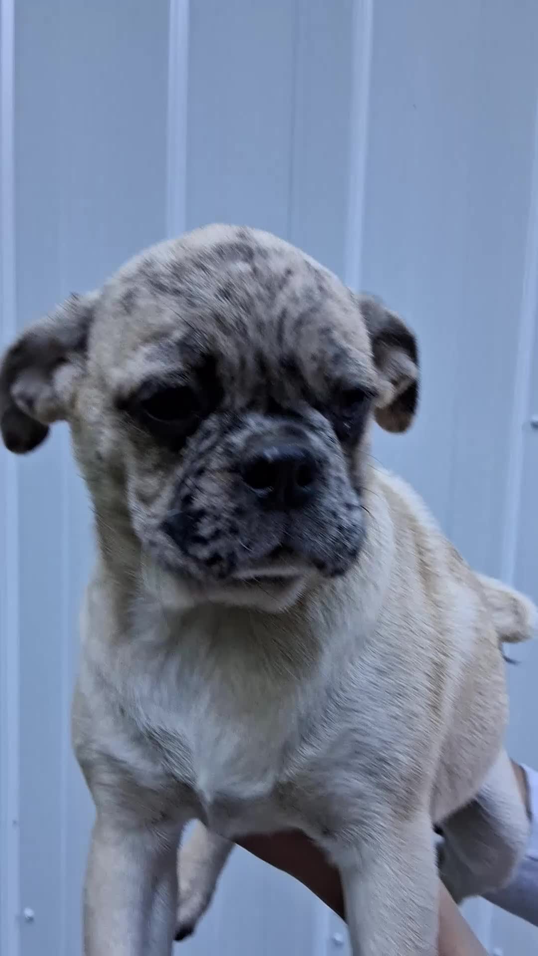 Pug dogs for sale: Karly - Video 1