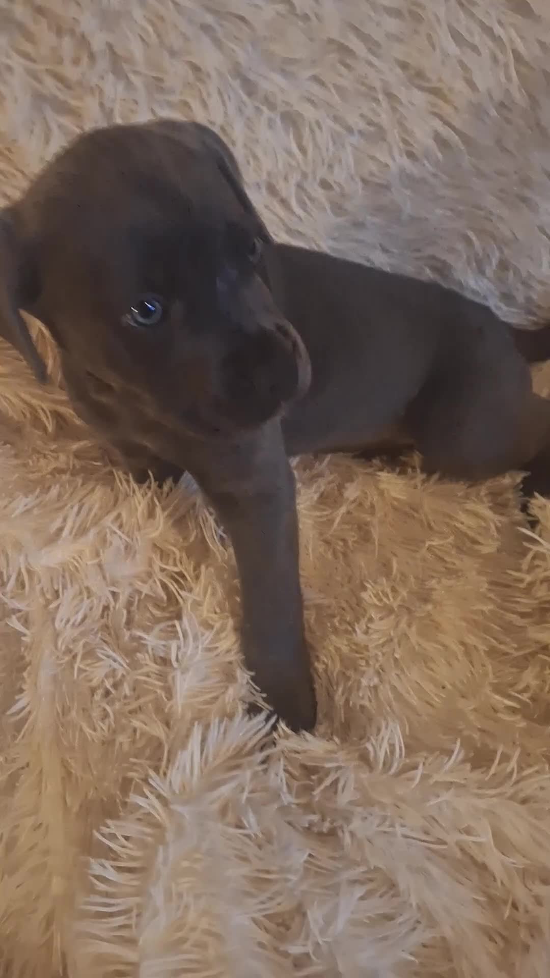 Cane Corso dogs for sale: Cane Corso 1 - Video 1