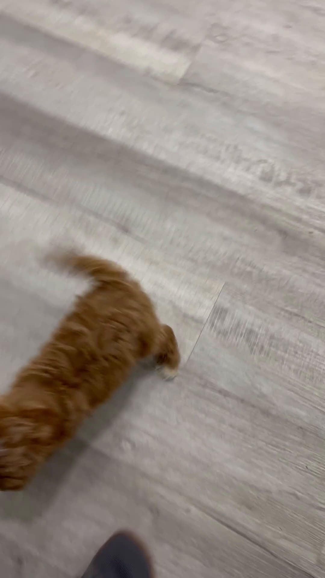 Cavapoo dogs for sale: Althea - Video 1