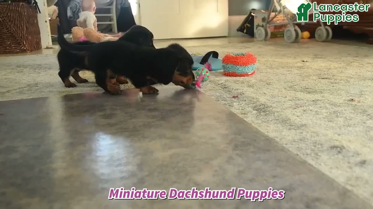Miniature Dachshund dogs for sale: Kimmy - Video 1