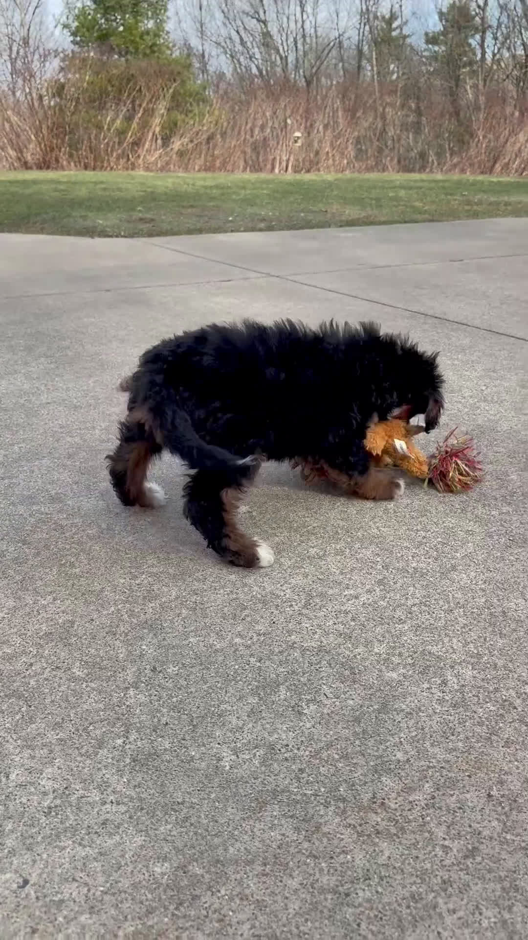 Mini Bernedoodle dogs for sale: 🙋‍♂️ Leo - Video 1