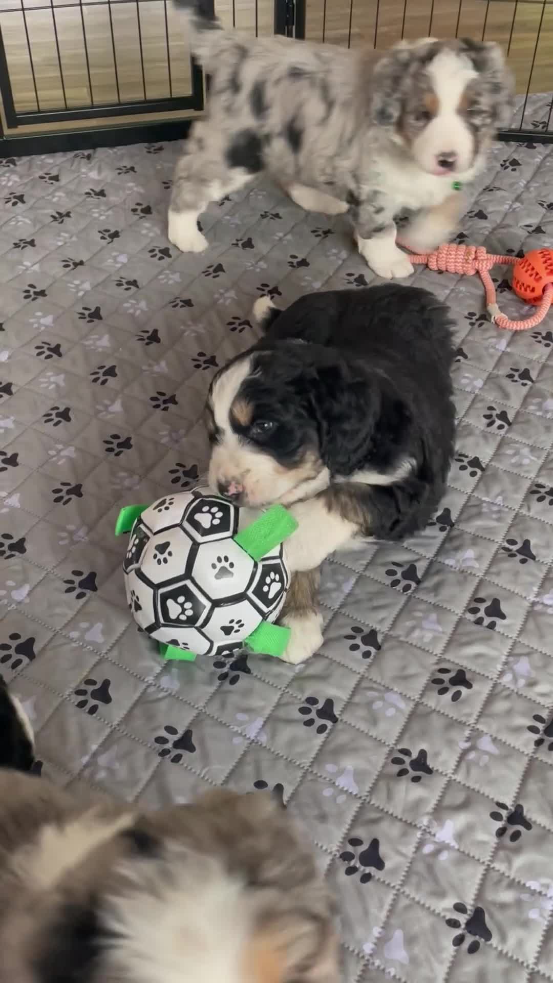 Bernedoodle dogs for sale: Mr. Sailor - Video 2
