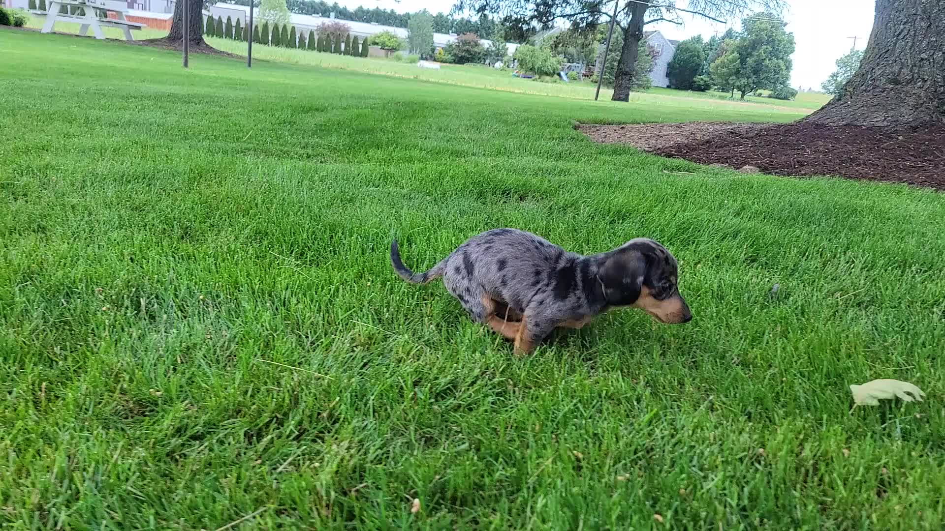 Miniature Dachshund dogs for sale: Trigger  - Video 1