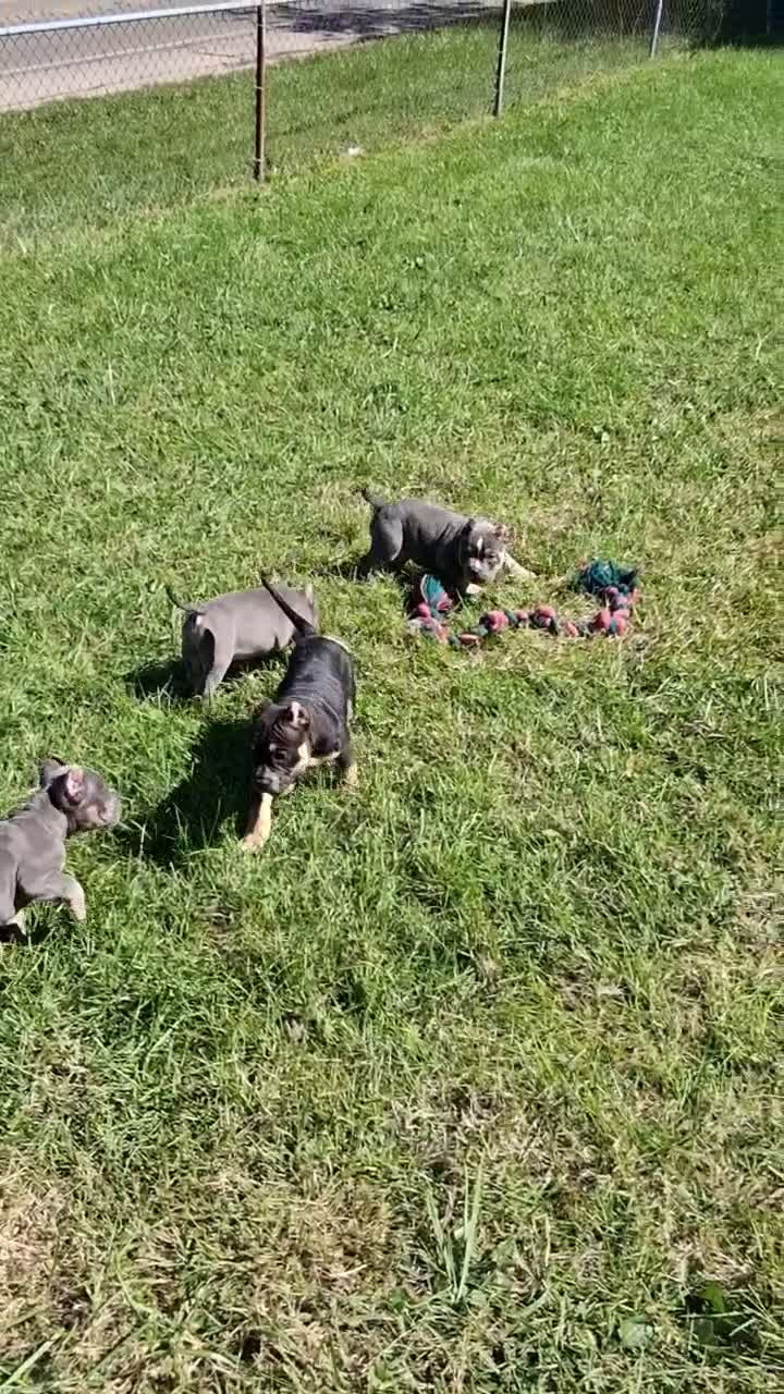 American Bully dogs for sale: American Bully 2 - Video 3