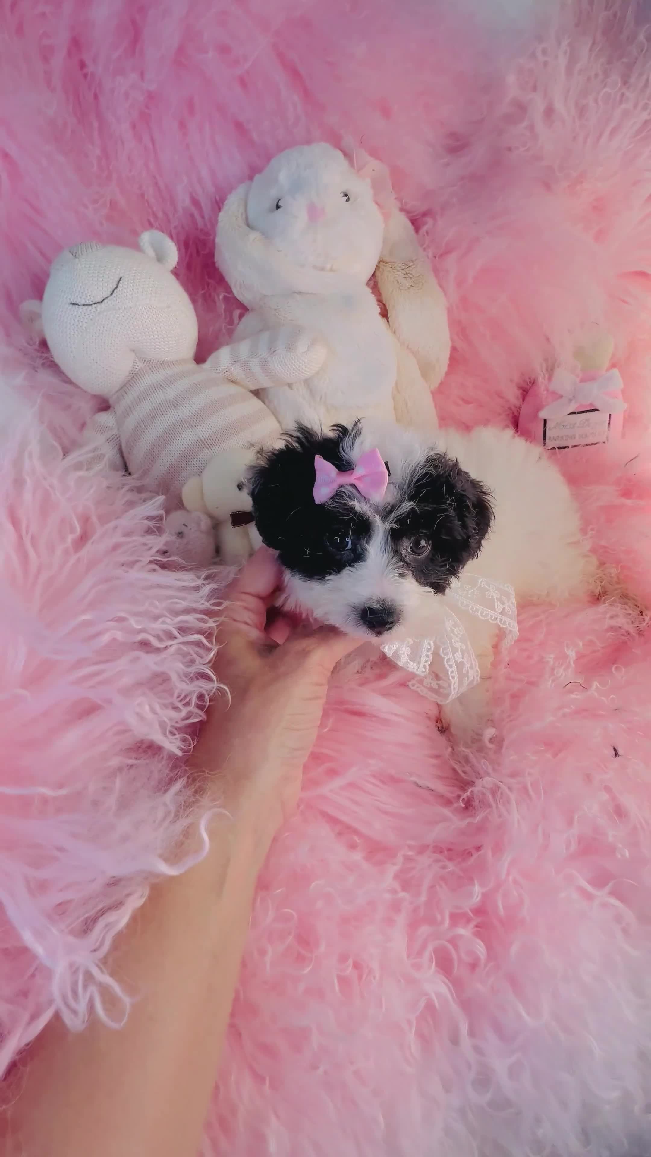 Toy Poodle dogs for sale: Toy Poodle 1 - Video 1