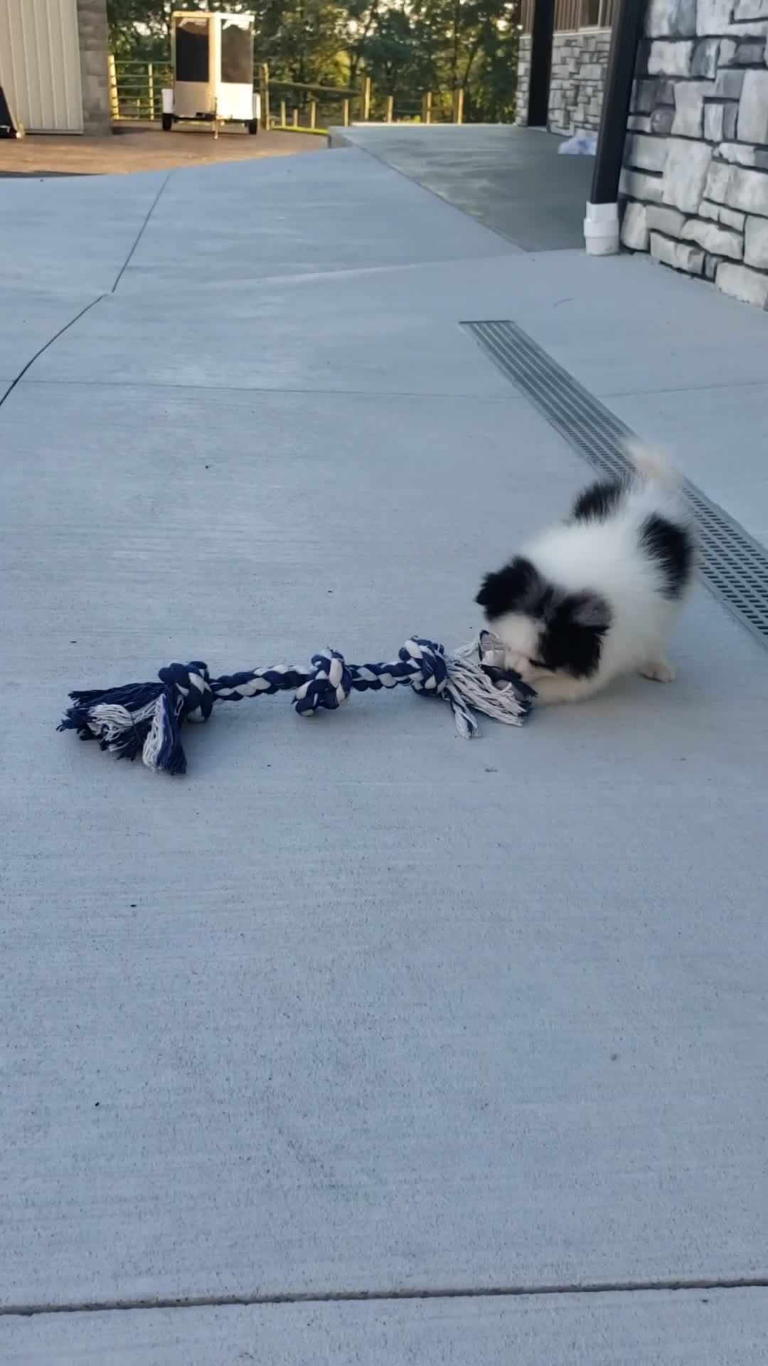 Pomeranian dogs for sale: Cody  - Video 1