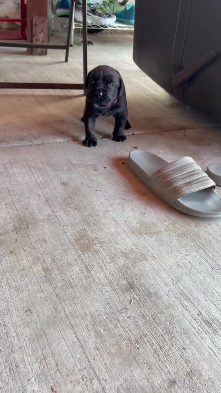 Mixed Breed dogs for sale: Magnus - Video 1