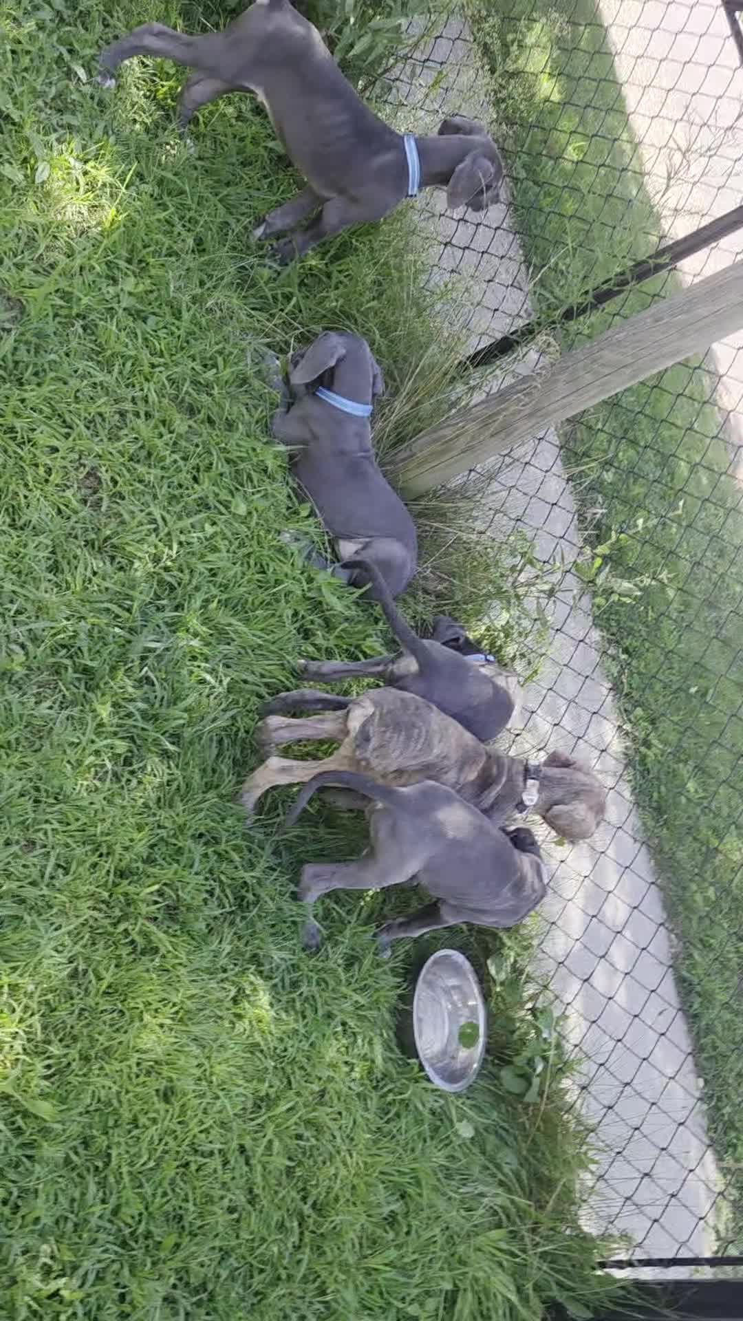 Great Dane dogs for sale: Great Dane 5 - Video 3