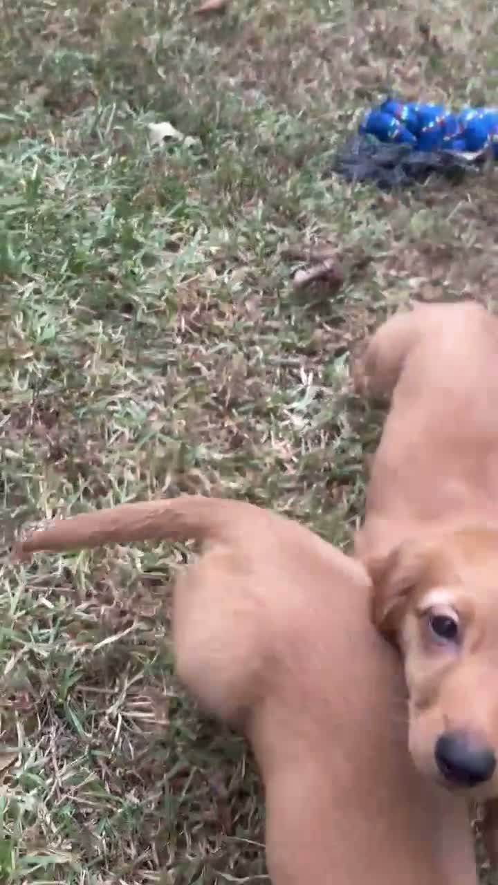 Miniature Dachshund dogs for sale: Miniature Dachshund 3 - Video 2