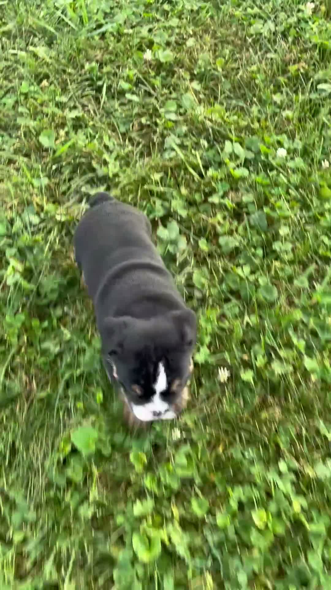English Bulldog dogs for sale: Callum - Video 1