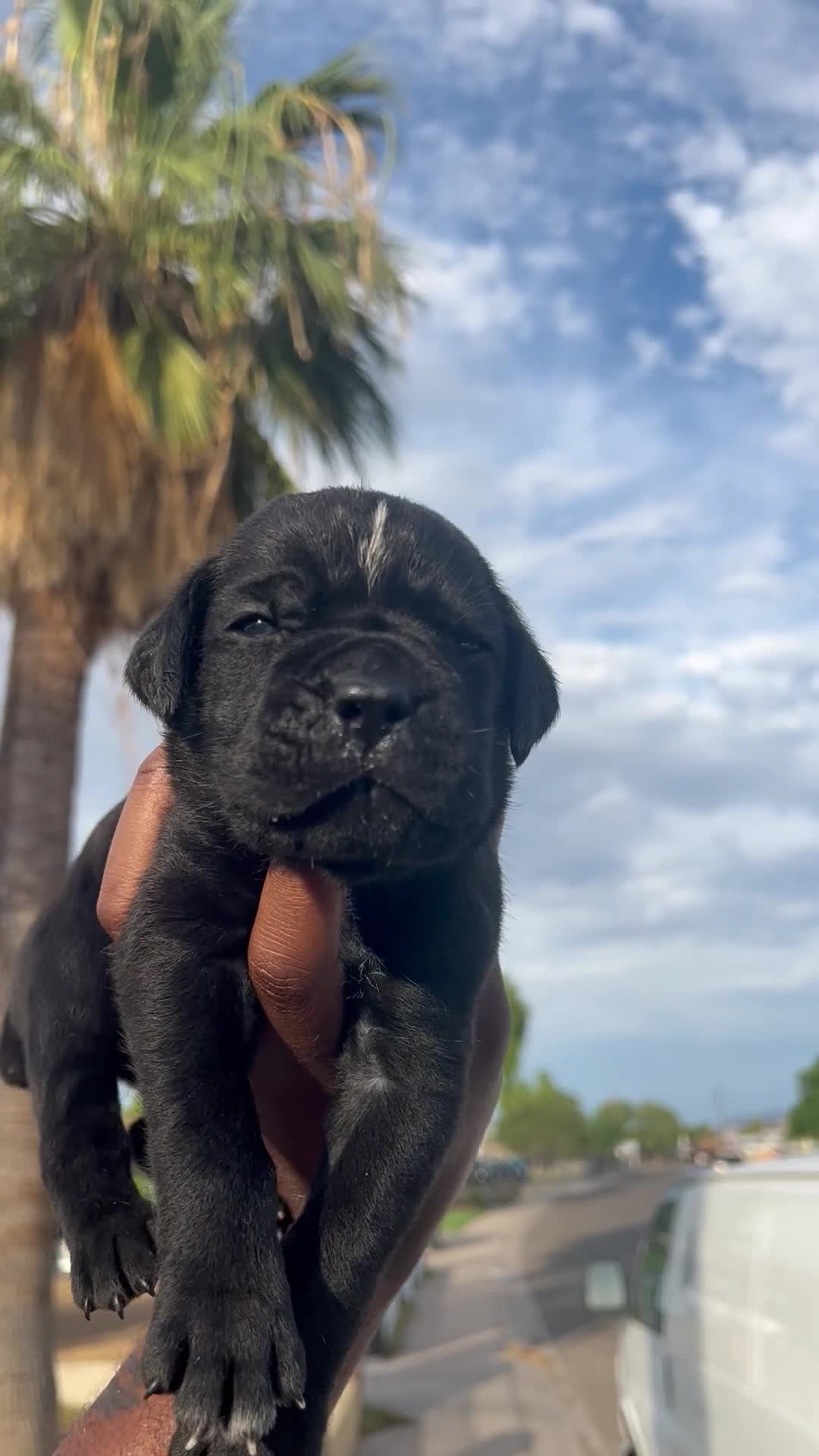Cane Corso dogs for sale: Arthur (bolt) - Video 2