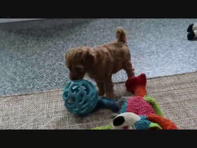 Mini Goldendoodle dogs for sale: Adora - Video 9