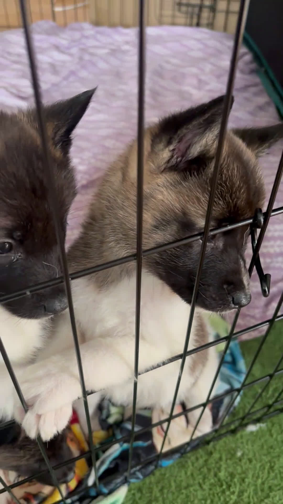 Akita dogs for sale: Akita Puppy 5 - Video 5