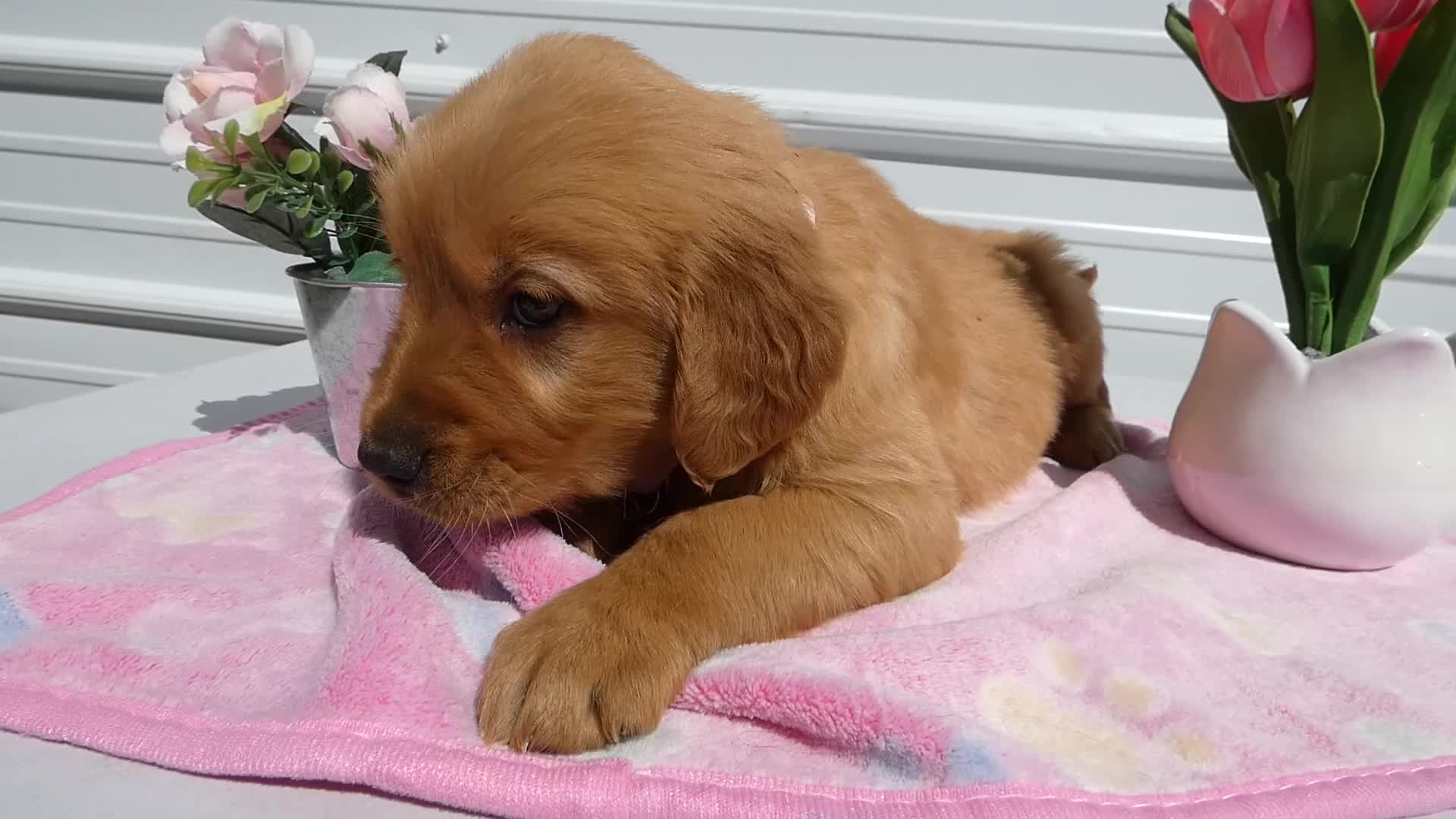 Golden Retriever dogs for sale: Golden Retriever Puppy 1 Ophiela - Video 1