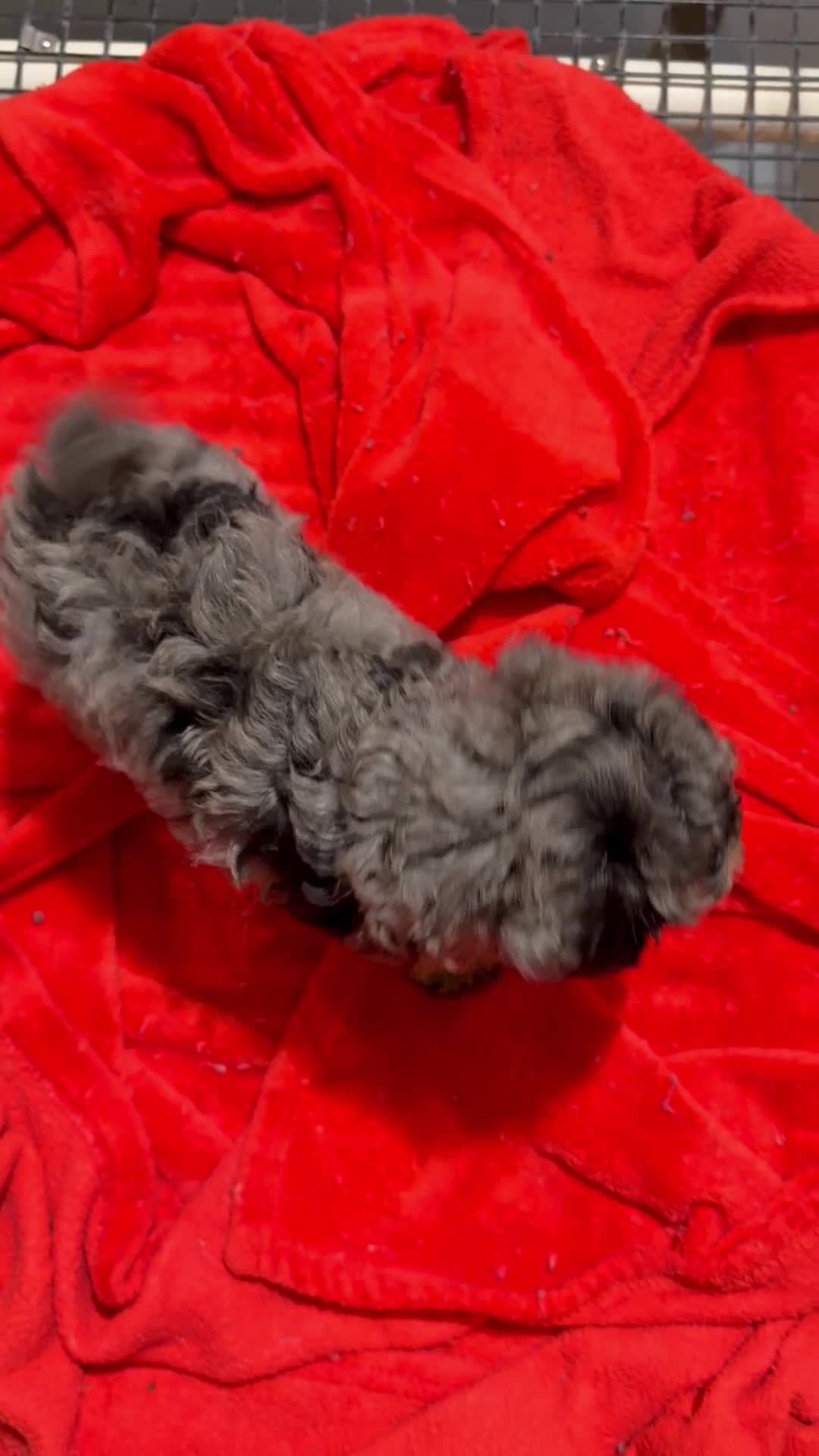 Miniature Poodle dogs for sale: Leeza - Video 1