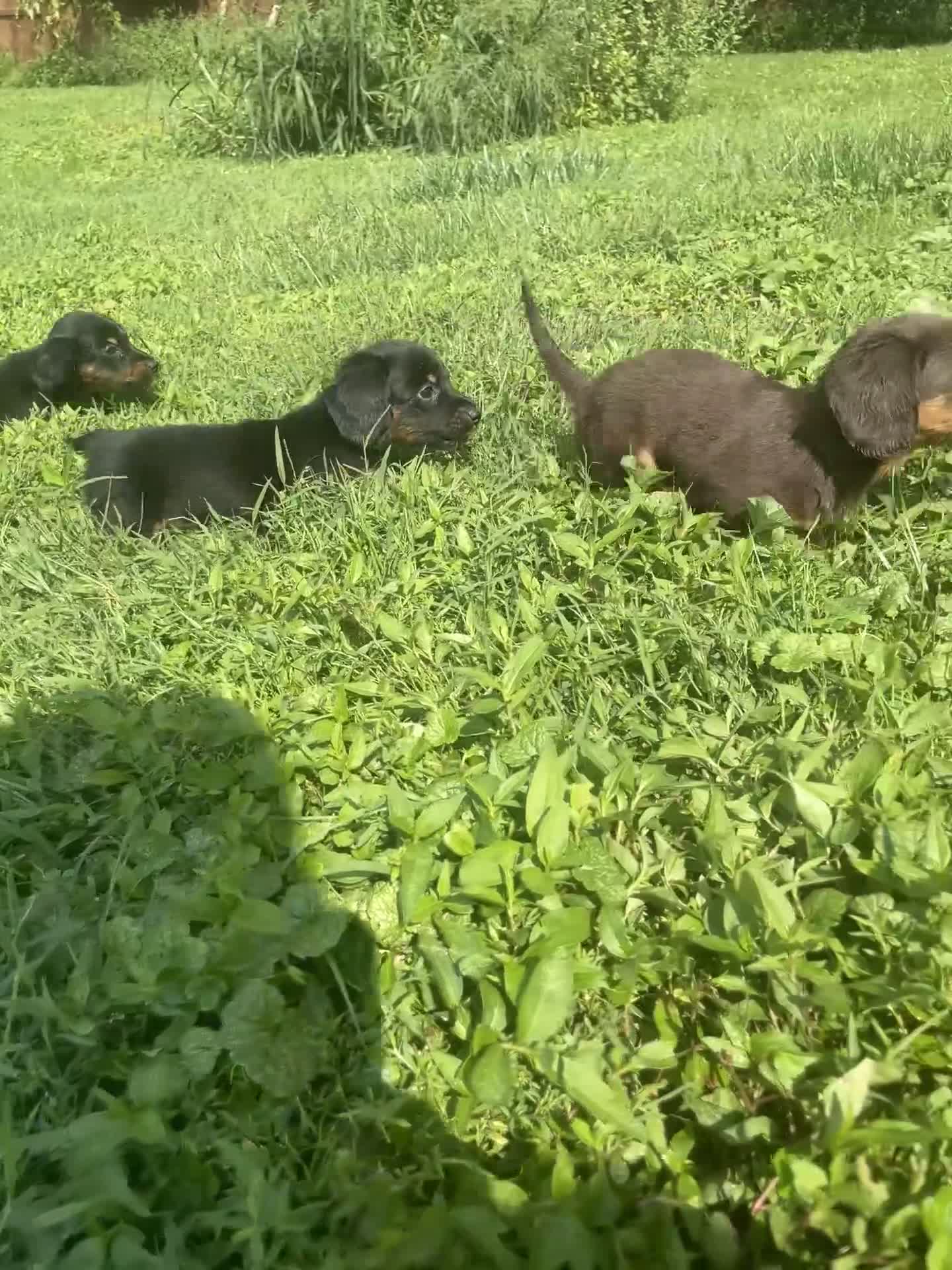 Miniature Dachshund dogs for sale: Nutella  - Video 1