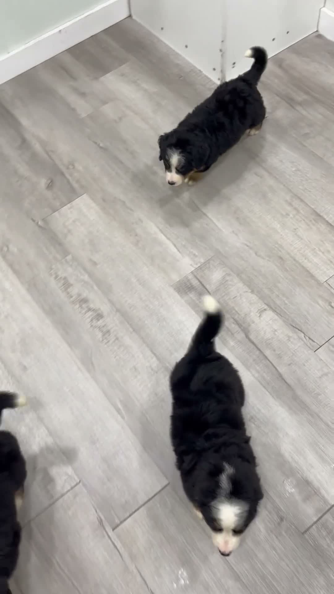Bernese Mountain Dog dogs for sale: Bandit - Video 2
