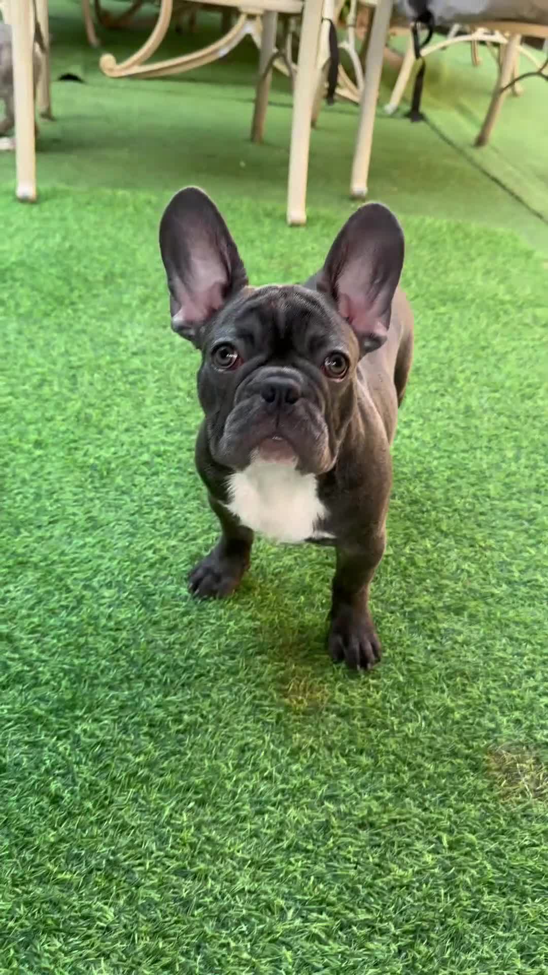French Bulldog dogs for stud: French Bulldog - Video 2