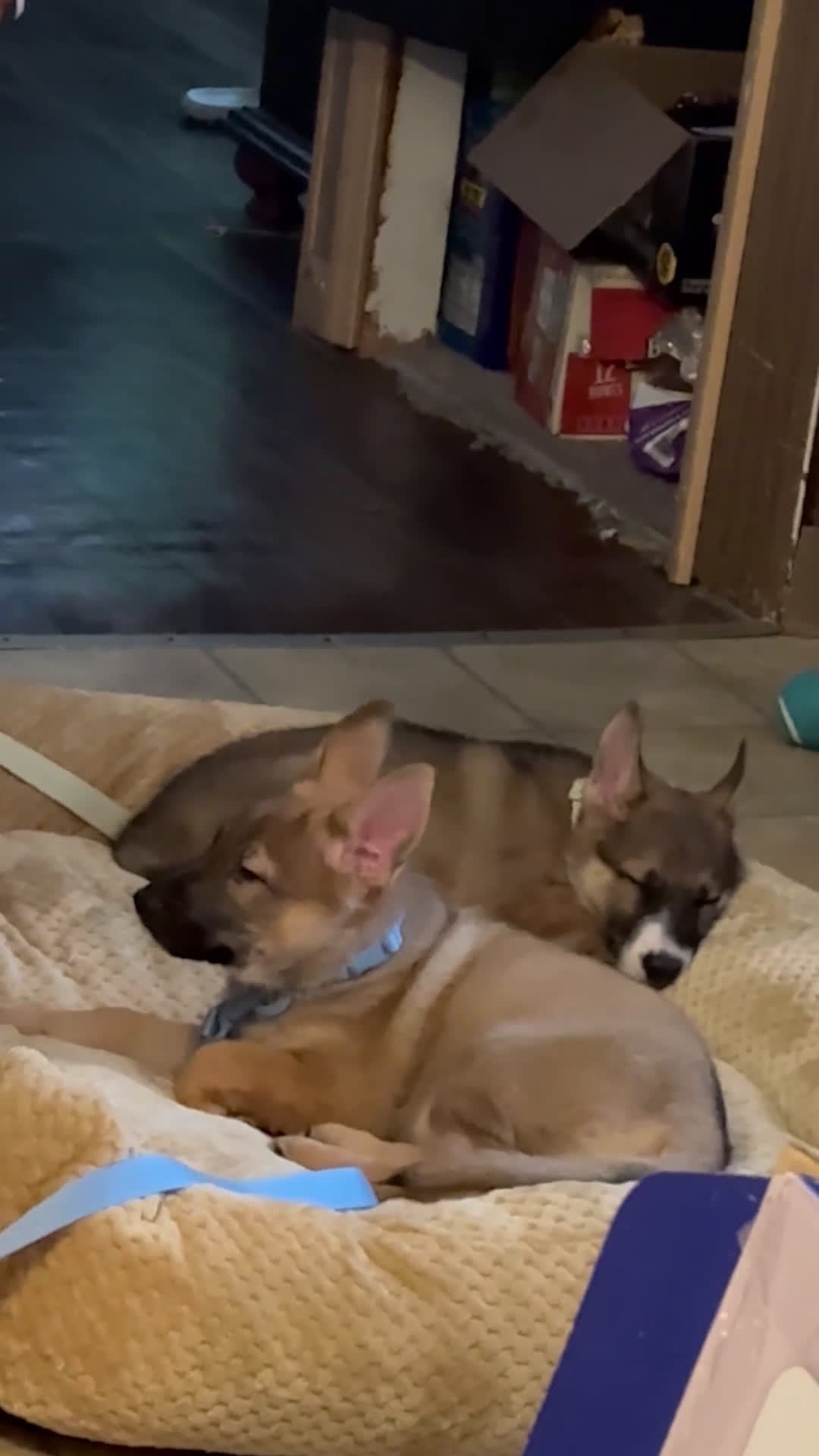 German Shepherd dogs for sale: German Shepherd Puppy 1 - Video 1