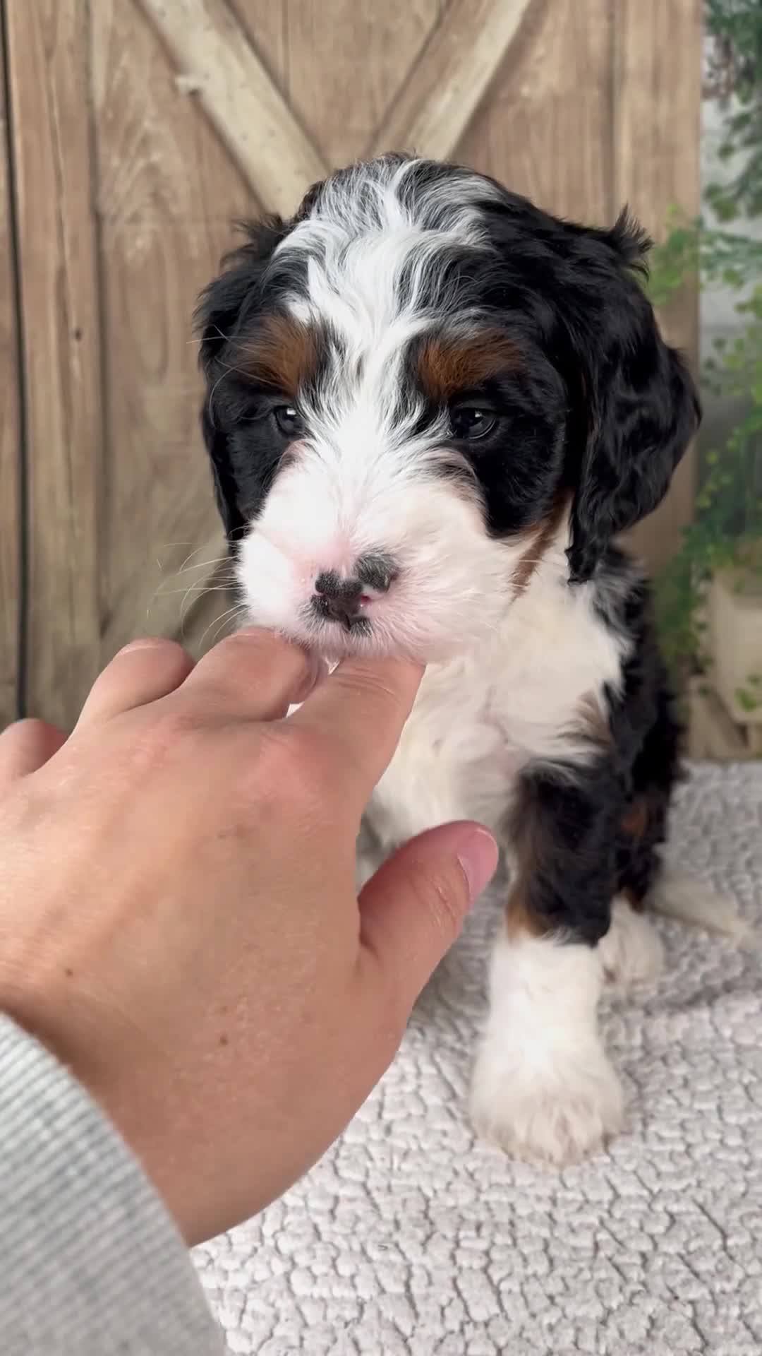 Mini Bernedoodle dogs for sale: Triston - Video 1