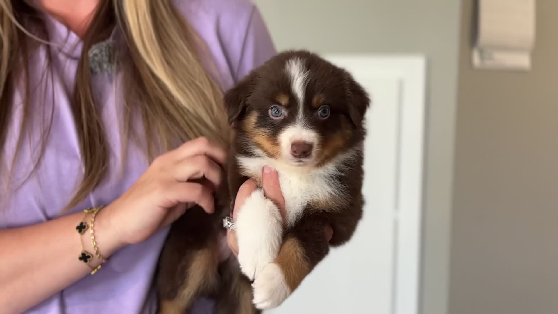 Miniature Australian Shepherd dogs for sale: Rocky - Video 1