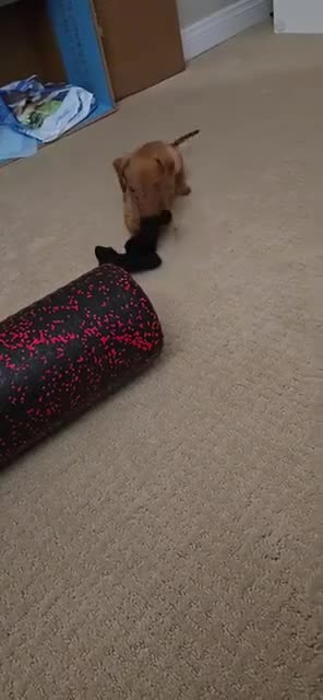 Dachshund dogs for sale: Dachshund 1 - Video 1