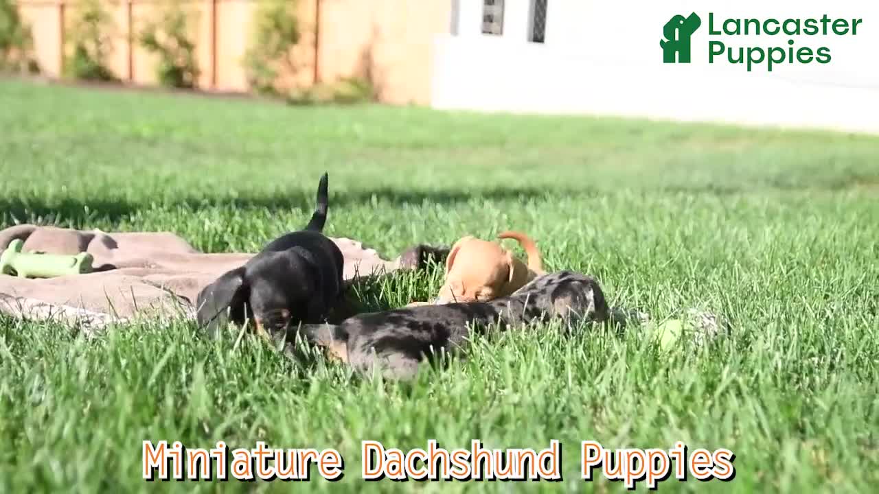 Miniature Dachshund dogs for sale: Blondie - Video 1