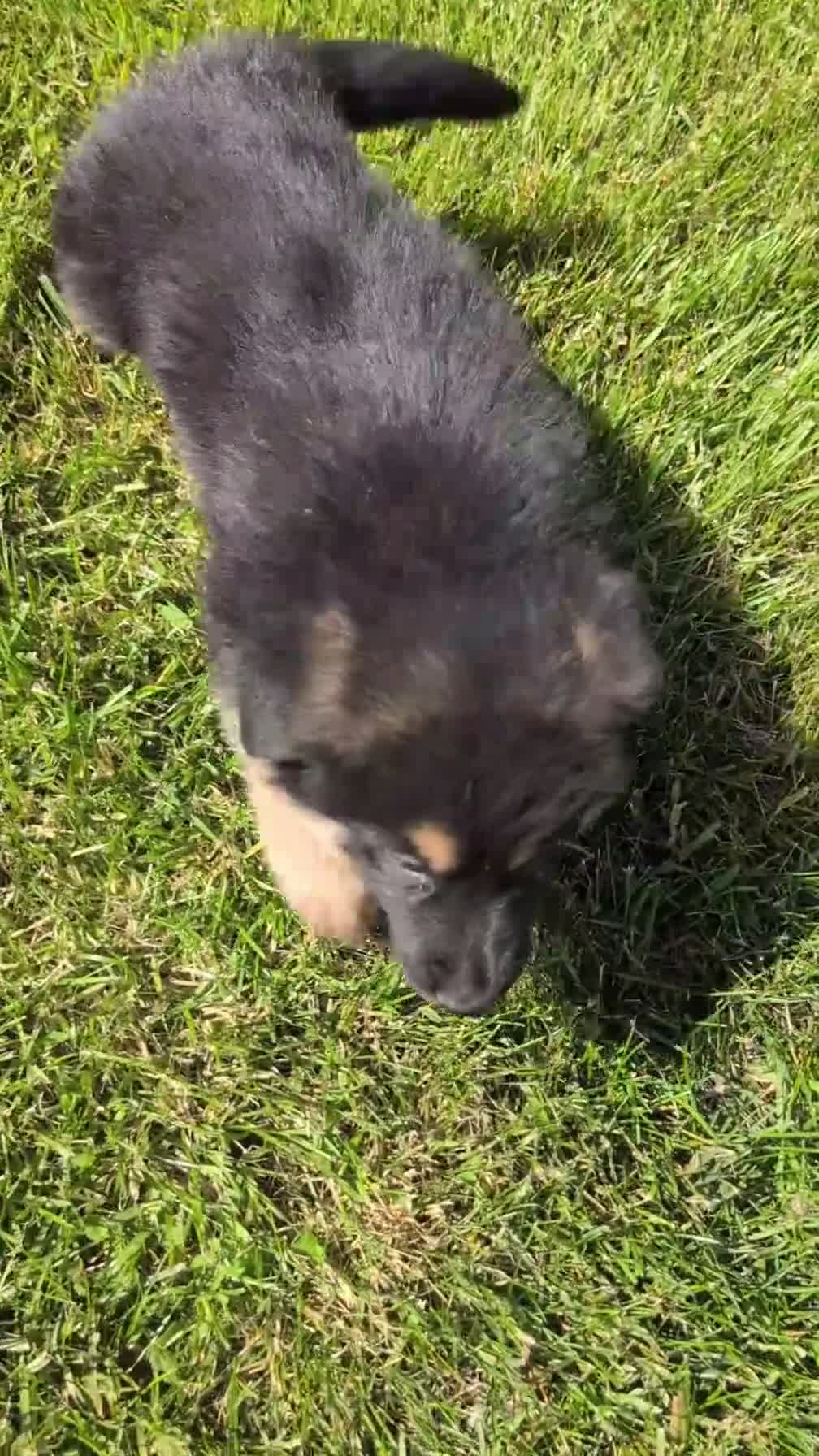 German Shepherd dogs for sale: Zeus - Video 5