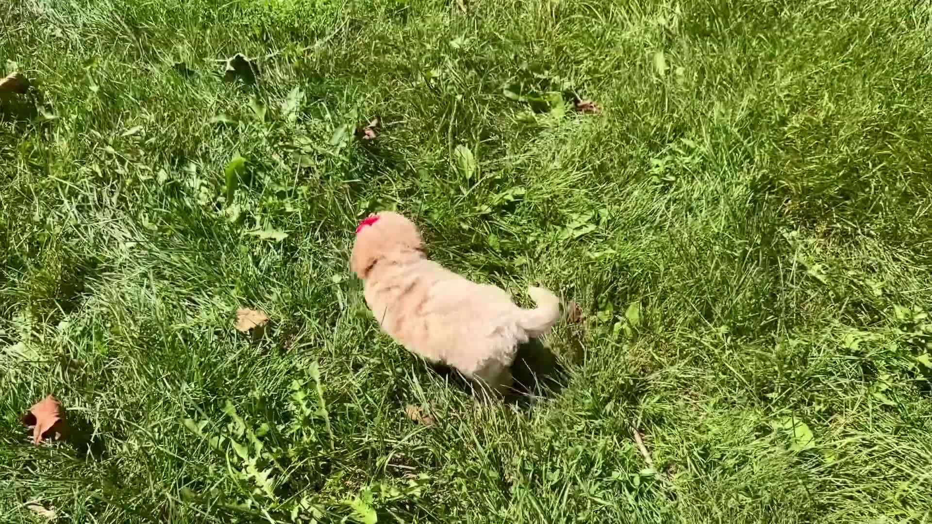 Maltipoo dogs for sale: Sweetie  - Video 1