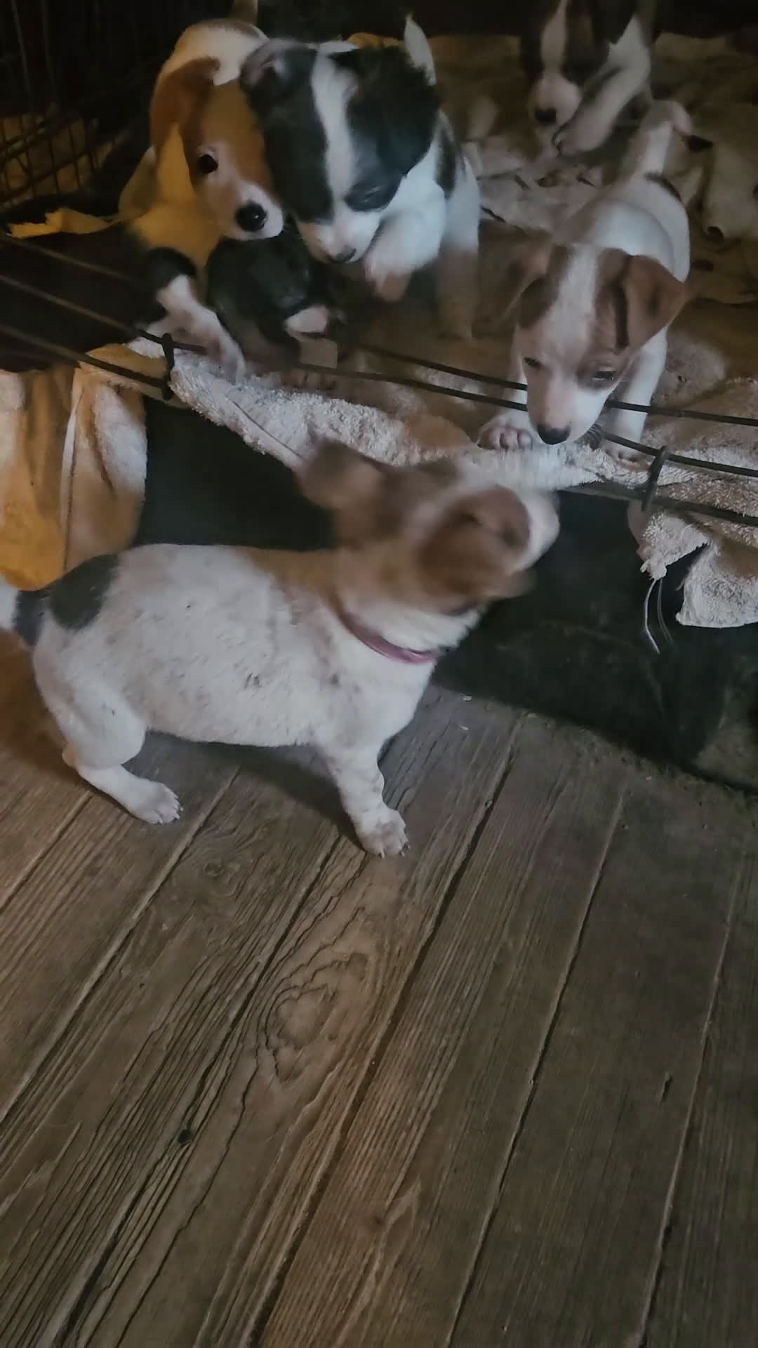 Chihuahua dogs for sale: Di (T-Cup, Smallest) - Video 1