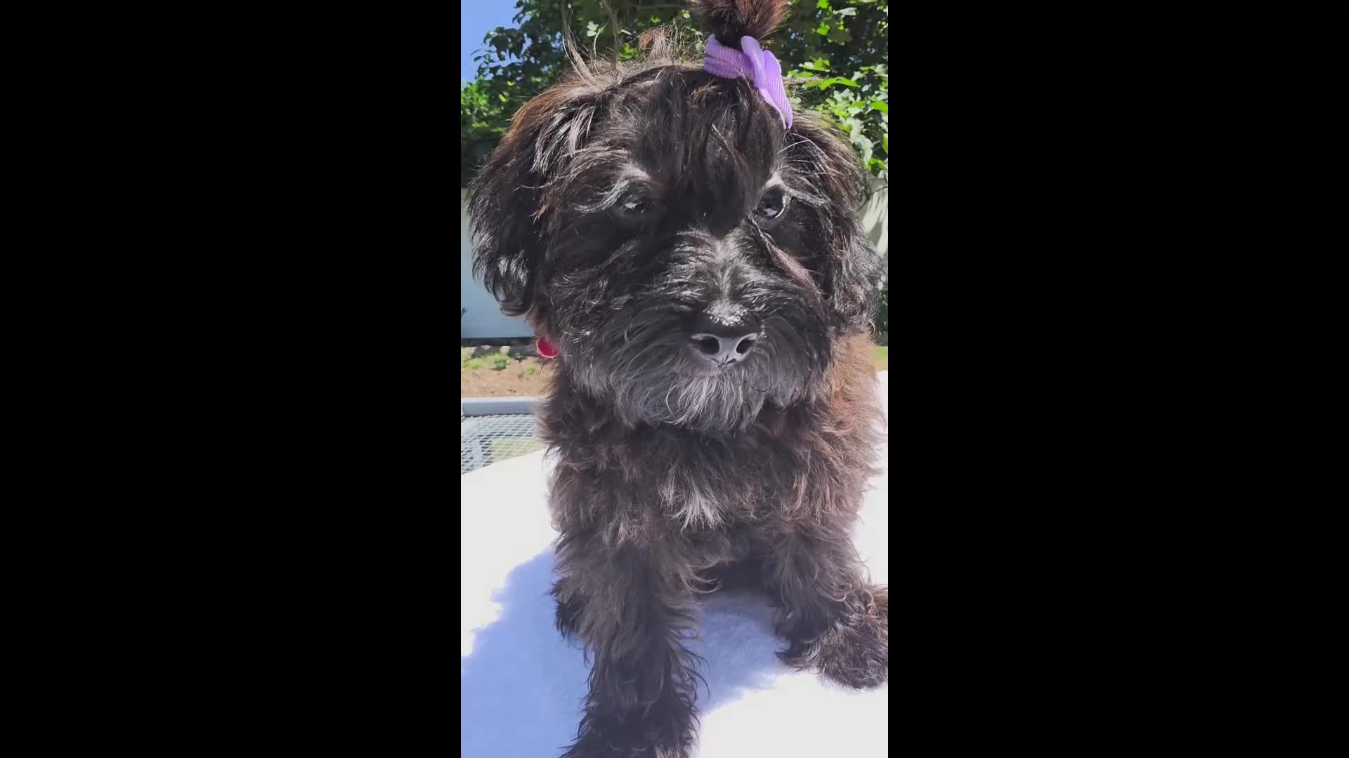 Yorkiepoo dogs for sale: Yorkiepoo Female 3-Month-Old ❤️ - Video 2