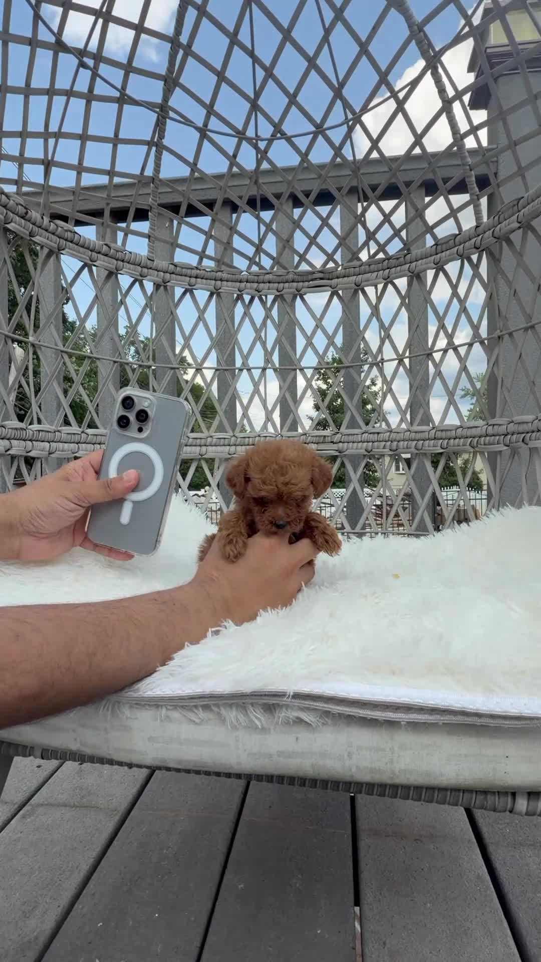 Toy Poodle dogs for sale: Teacup poodle Chinese bloodline  - Video 1