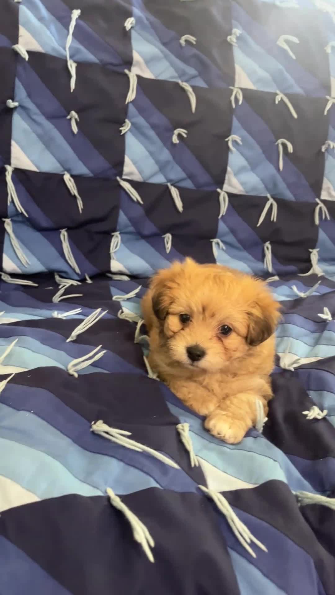 Havapoo dogs for sale: Captain - Video 2