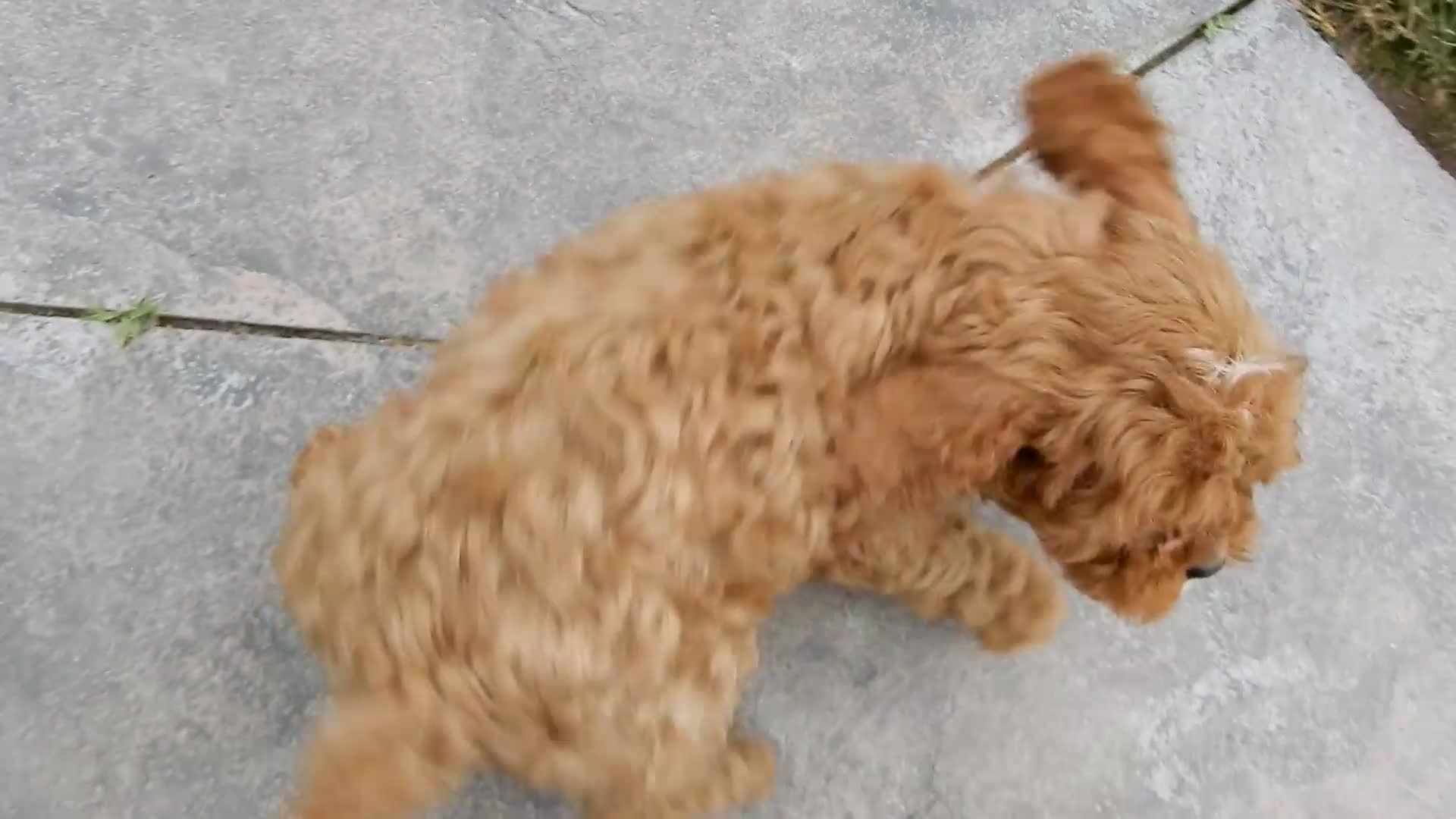Cavapoo dogs for sale: Cooper - Video 2