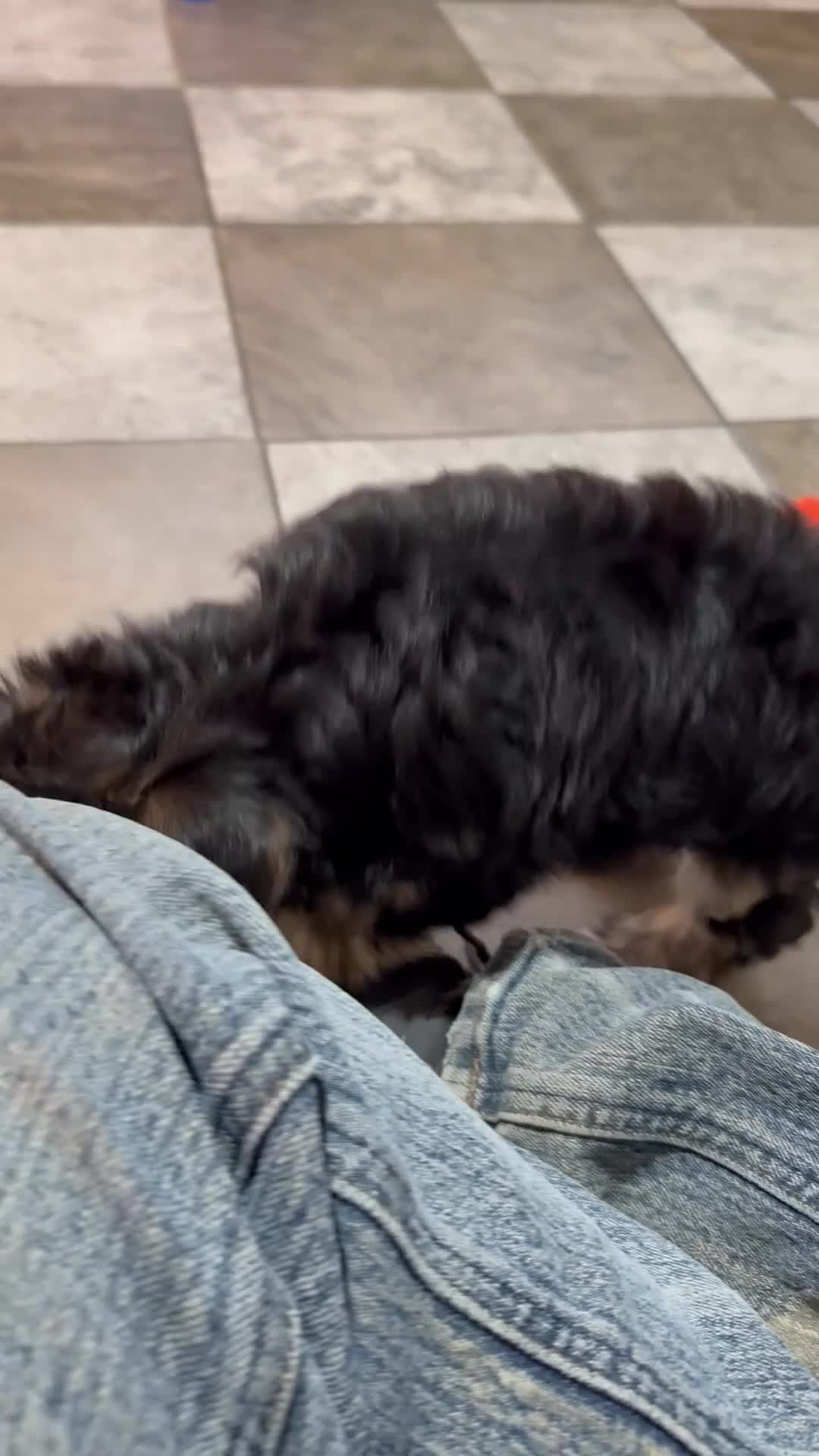Yochon dogs for sale: Nora - Video 1