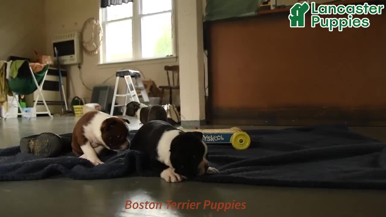 Boston Terrier dogs for sale: Sebastian - Video 1