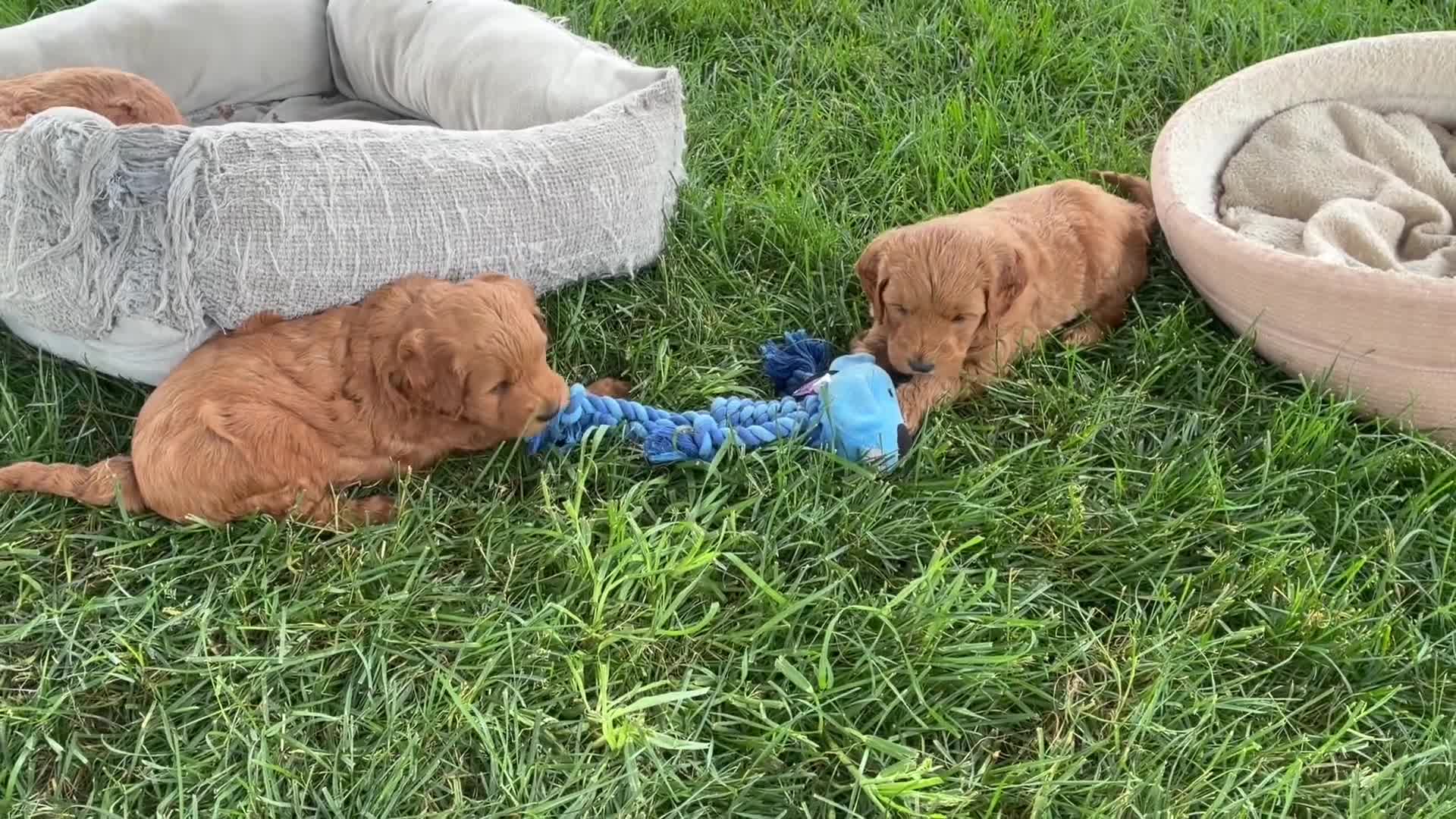 Mini Goldendoodle dogs for sale: Mini Goldendoodle “Milo” - Video 1