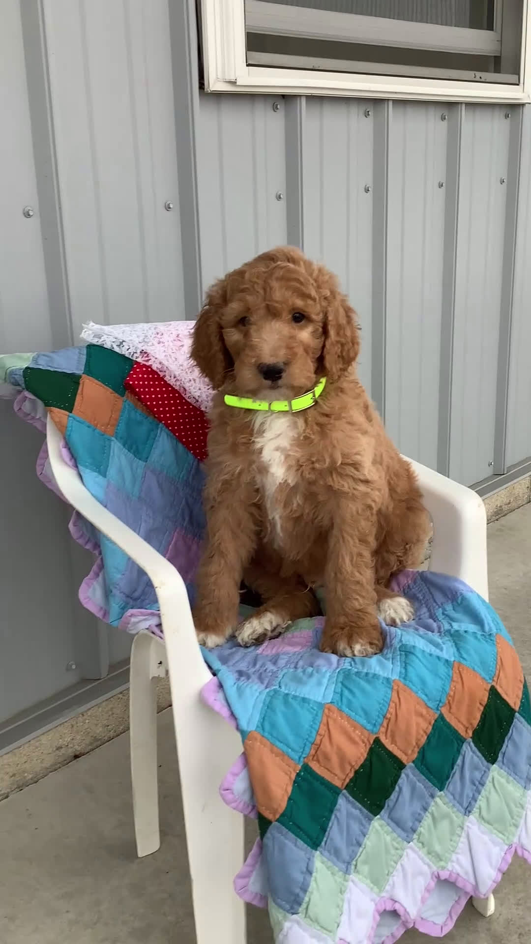 Goldendoodle dogs for sale: Freddie Goldendoodle Puppy 2 - Video 2