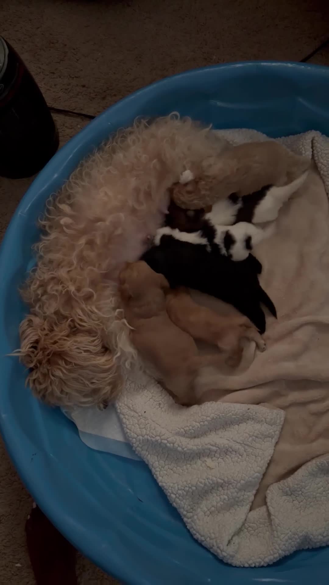 Maltipoo dogs for sale: Maltipoo 4 - Video 2