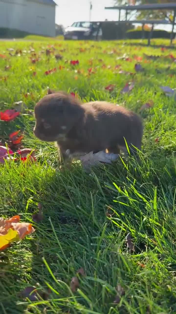 Chihuahua dogs for sale: Bingo - Video 1