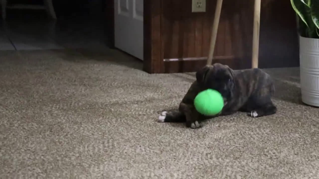 Boxer dogs for sale: Molly - Video 3