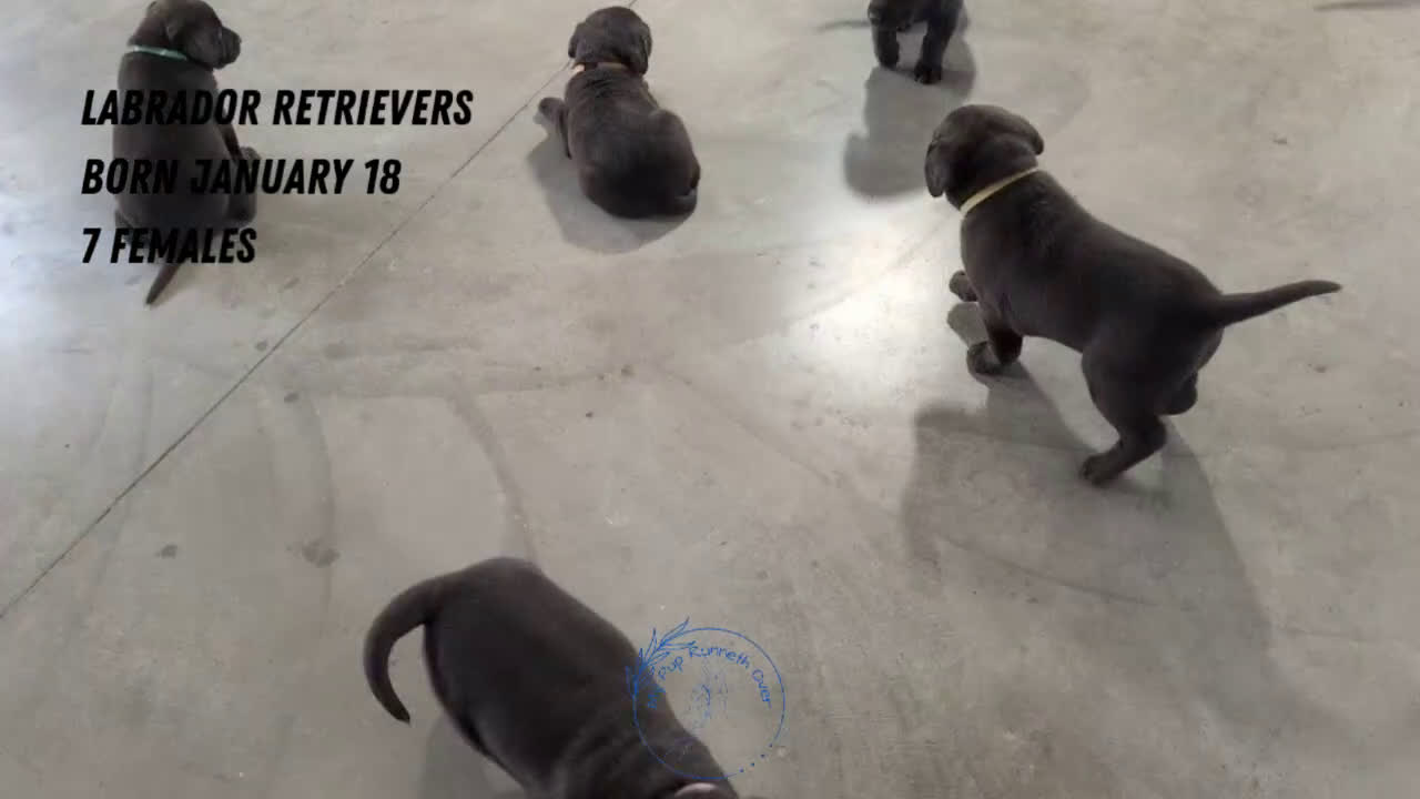 Labrador Retriever dogs for sale: Jewel - Video 2