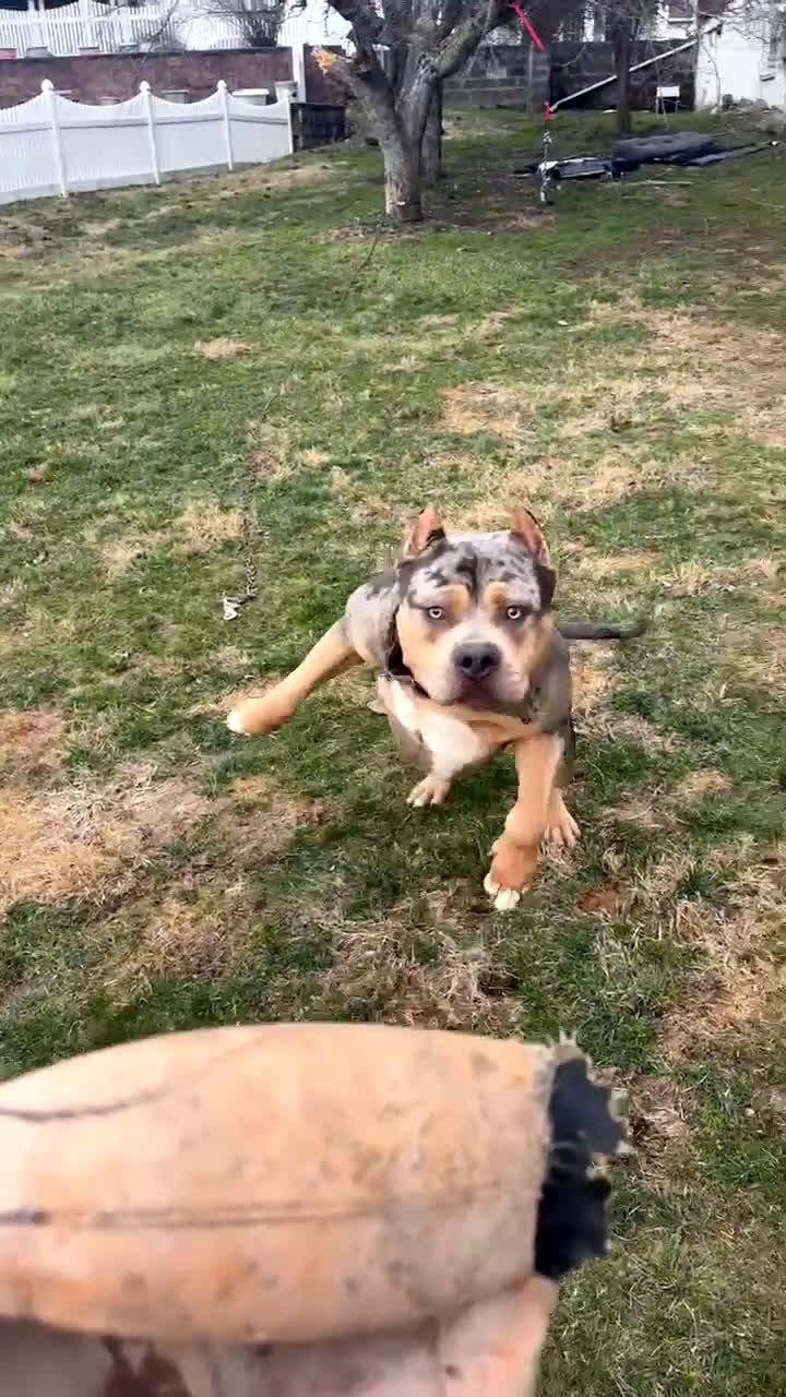 American Bully dogs for sale: Fawn ghost Merle  - Video 8